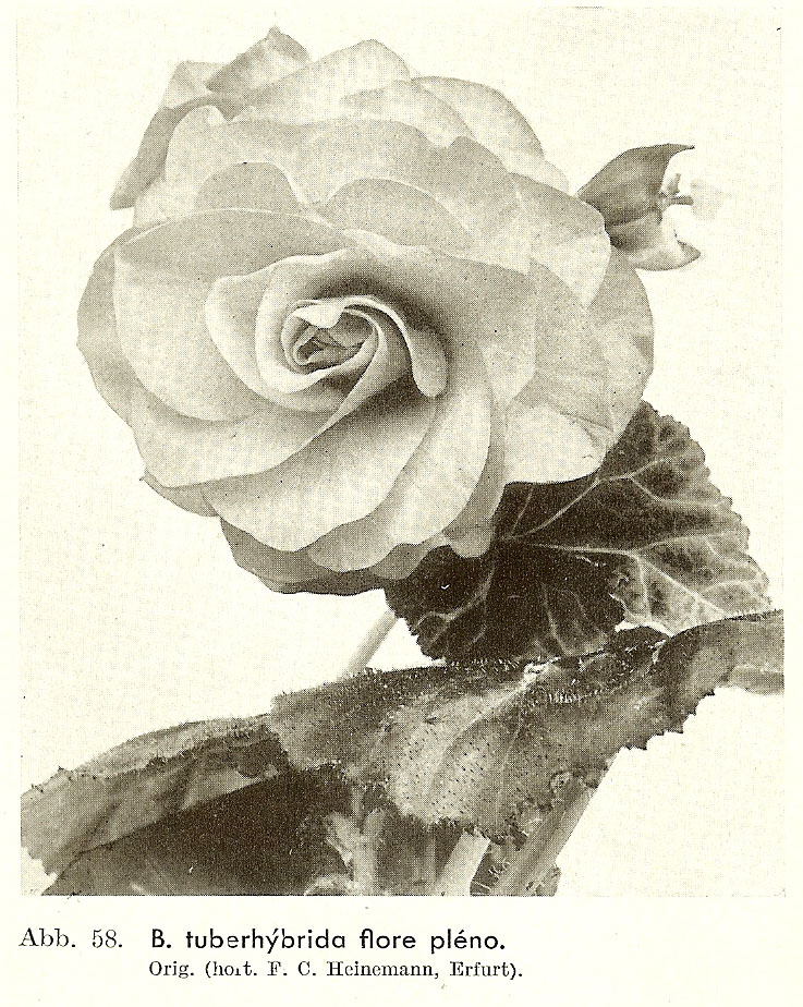 B. ‘Flora Plena’